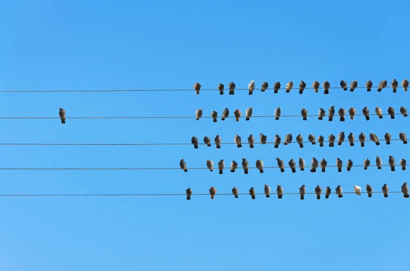 birds on wire against blue sky