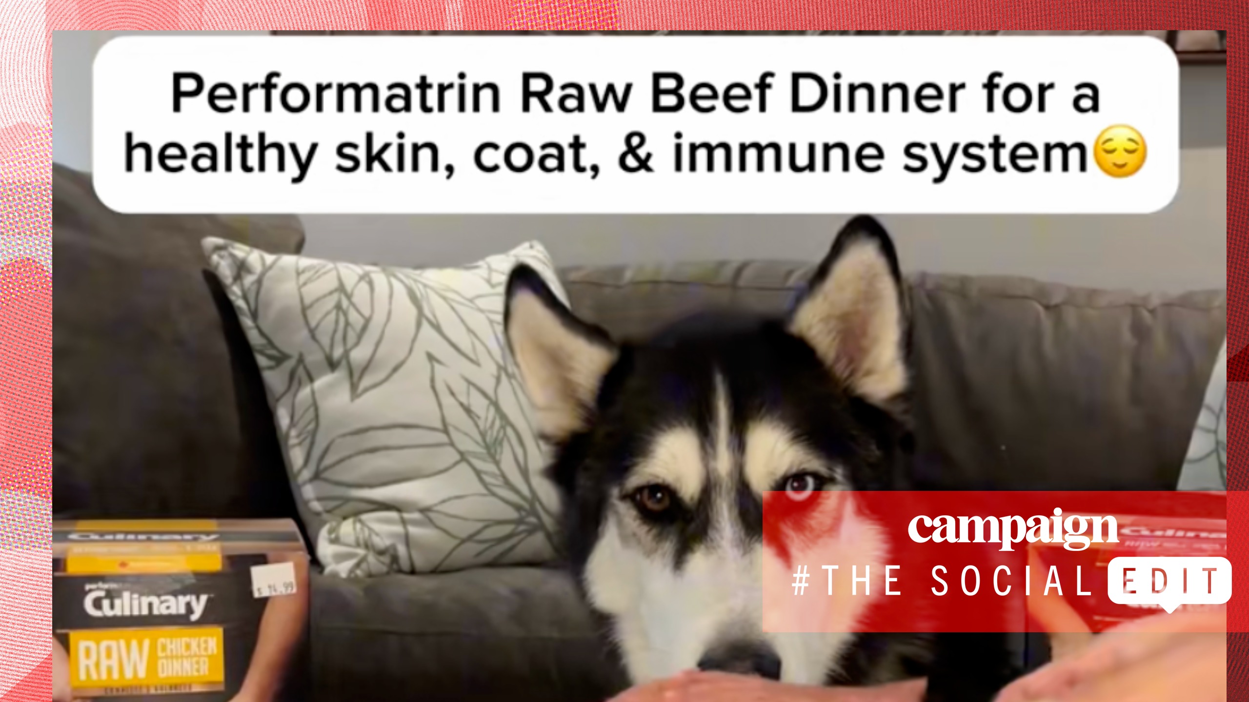 How a creator campaign for Pet Valu drove store visits up 5% 